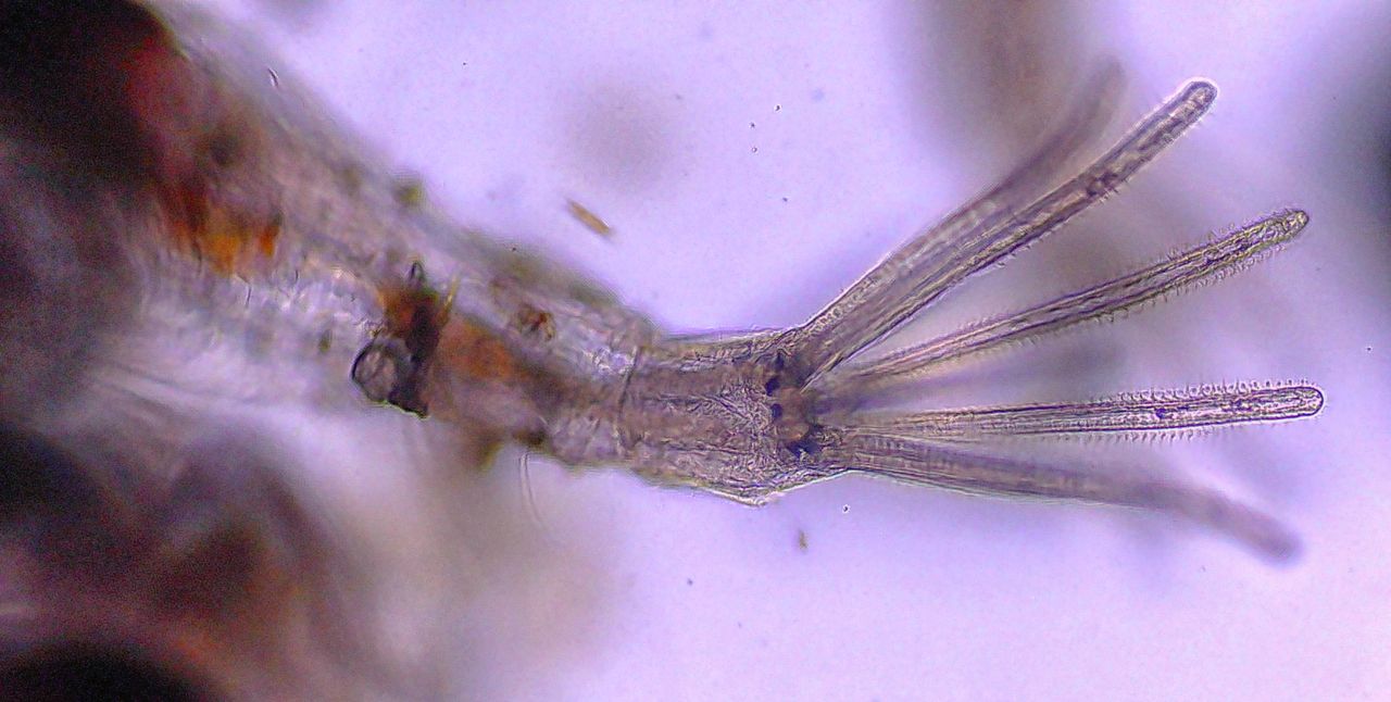 L''alieno trasparente delle nostre coste: l'' Amathia verticillata